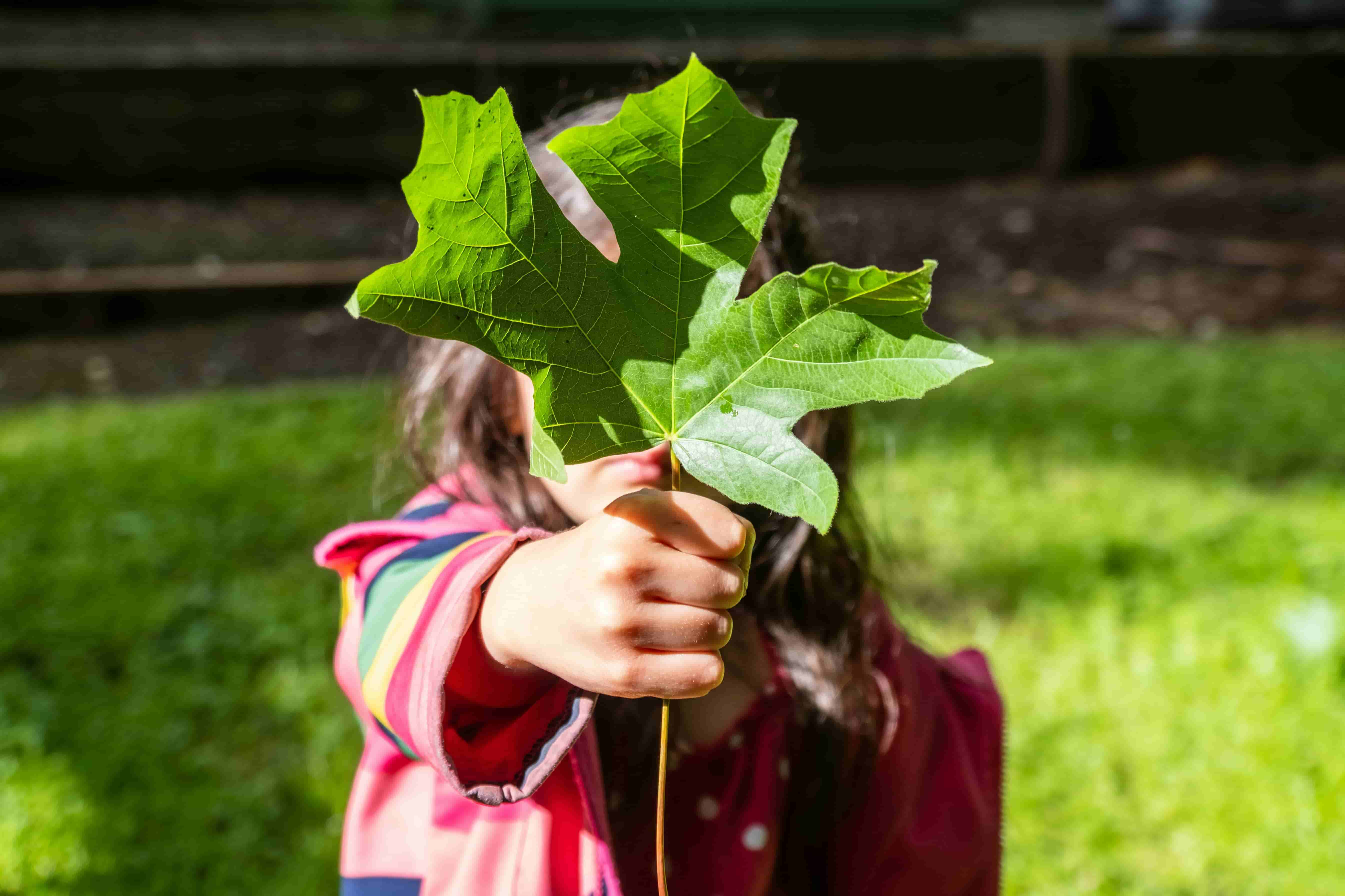 A child holding a tree leaf
