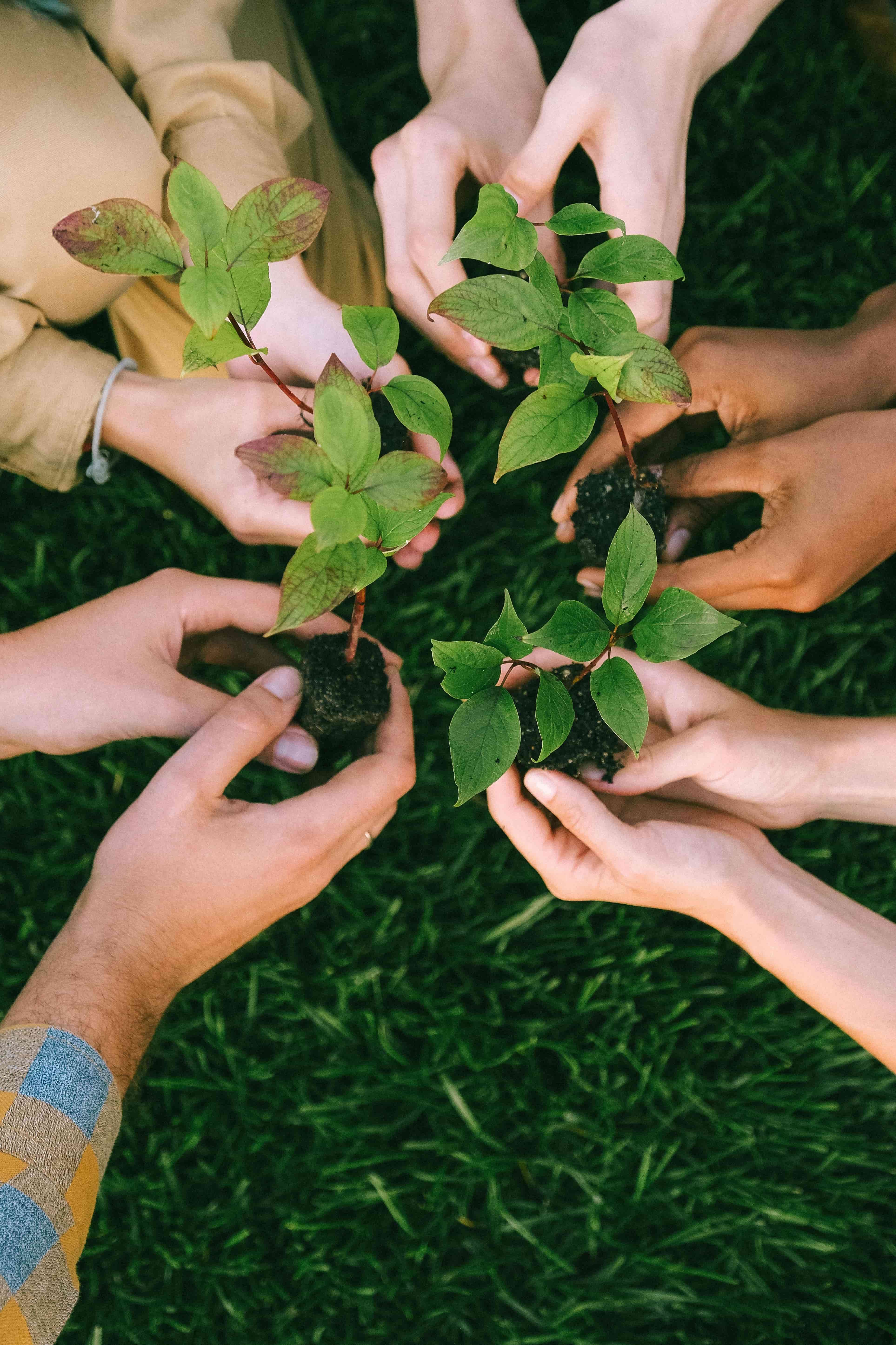 People planting saplings