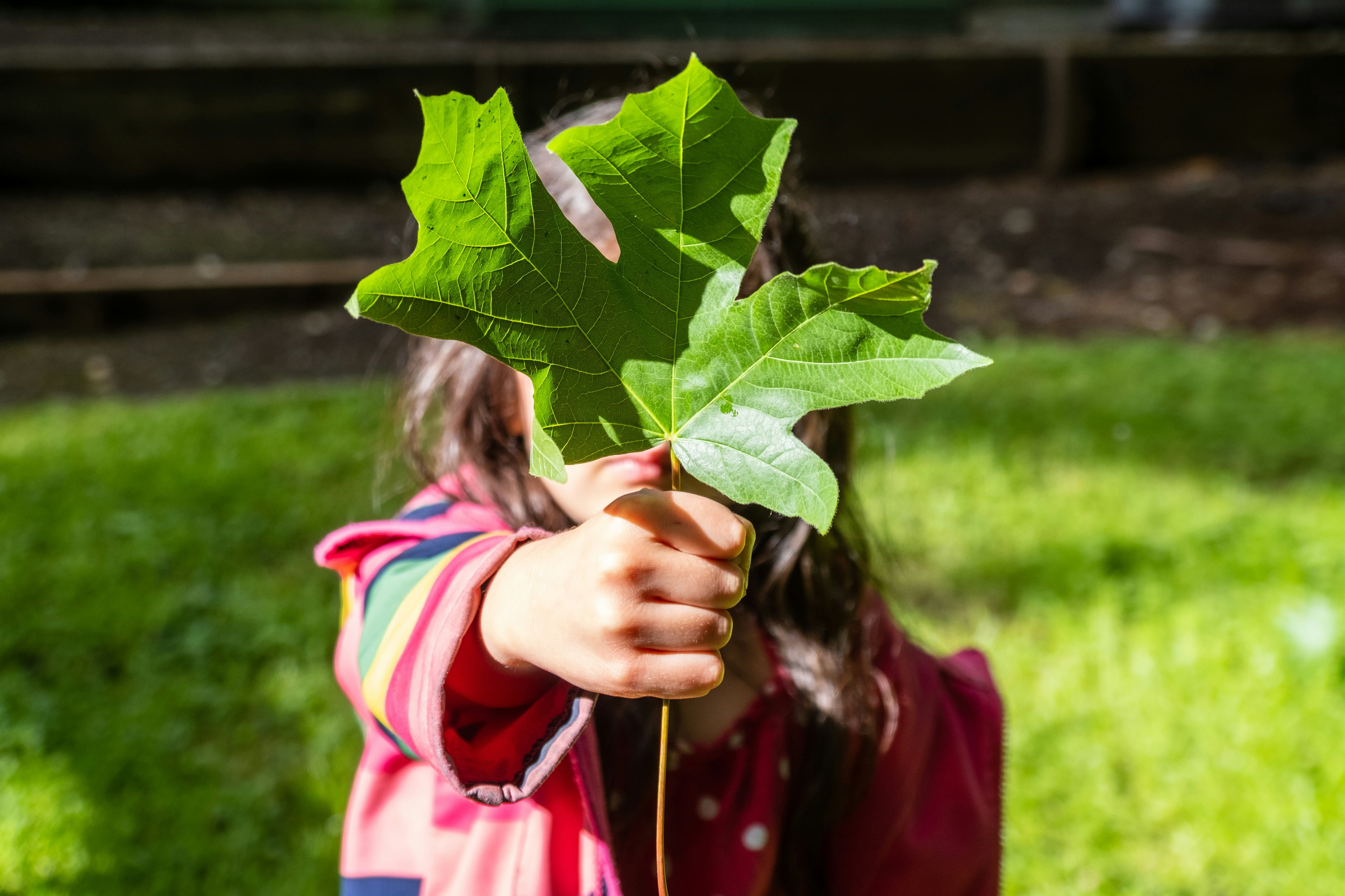 A child holding a tree leaf